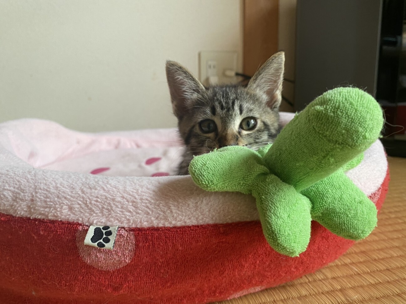 膝好き甘えん坊♪仲良し兄妹☆7／4譲渡会参加します サムネイル4