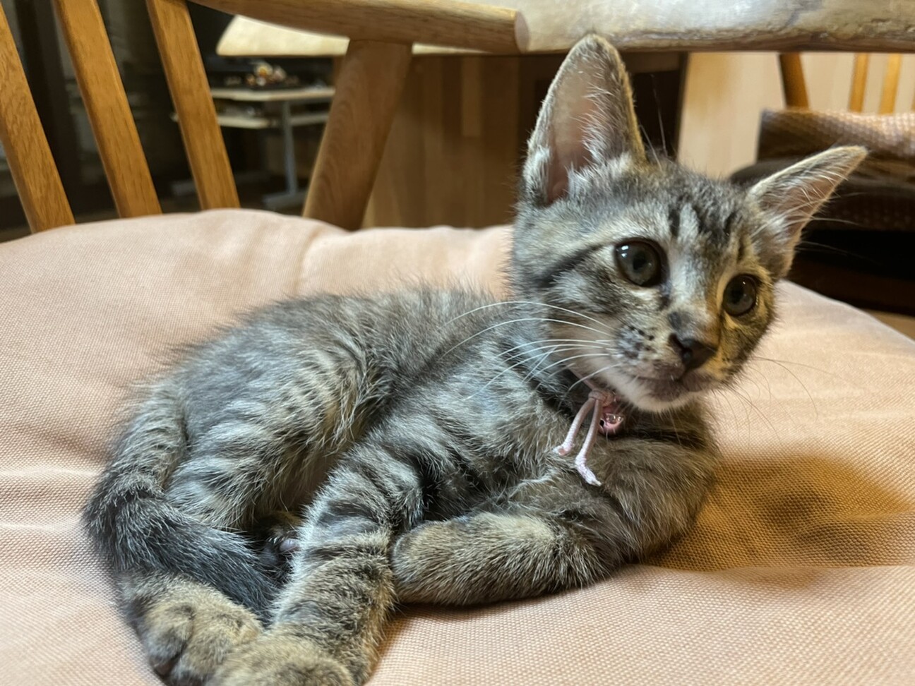 膝好き甘えん坊♪仲良し兄妹☆7／4譲渡会参加します サムネイル5