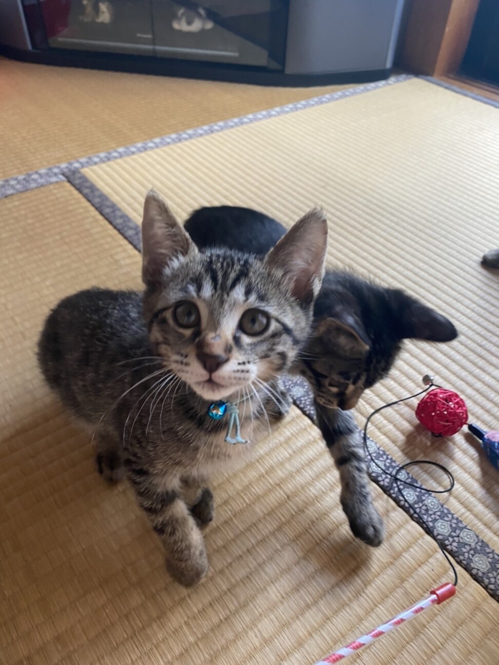 膝好き甘えん坊♪仲良し兄妹☆7／4譲渡会参加します サムネイル6