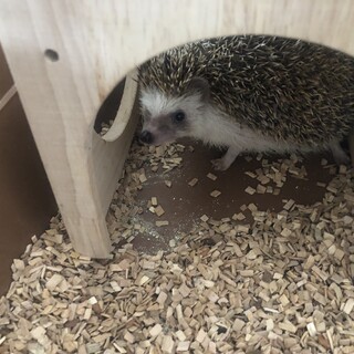 ハリネズミの里親募集です。