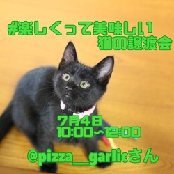 猫の譲渡会in浜松