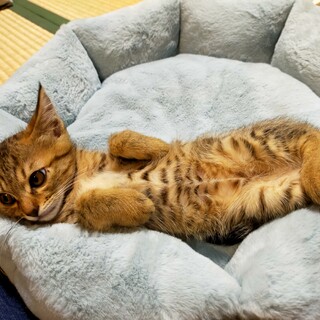 正式譲渡決定・´ᴗ`アイラインくっきりの美猫❤