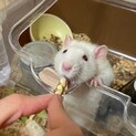 ファンシーラット/飼主がアレルギーの為里親募集