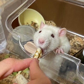 ファンシーラット/飼主がアレルギーの為里親募集