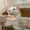 ファンシーラット/飼主がアレルギーの為里親募集 サムネイル2