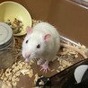 ファンシーラット/飼主がアレルギーの為里親募集 サムネイル3