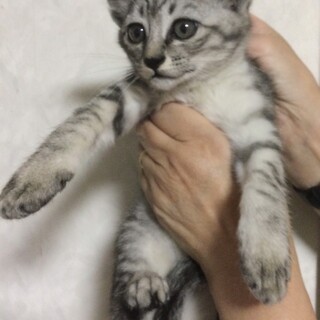 とっても可愛いサバトラの男の子