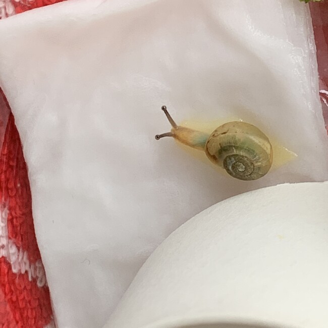 霜みをのカバー写真