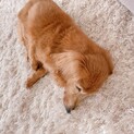 【急募】残りの犬生を幸せで埋めさせてあげるために、