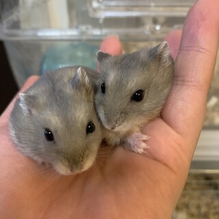 募集終了です