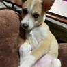 おさきまっクマ