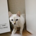三か月♀ シャム　ブルーアイ　ショートちゃん