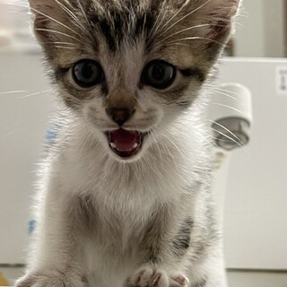 愛されてにゃんこにしてください