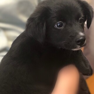 ご応募多数につき一時停止『ナギちゃん』生後２ヶ月半