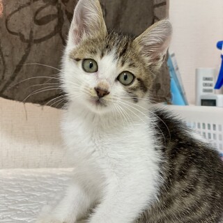 【2ヶ月弱】キジ白♂ スリベタ甘えん坊 人馴れ抜群