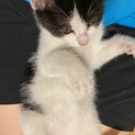 はちわれ生後1ヶ月の女のこ