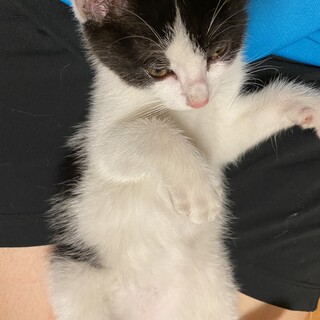 はちわれ生後1ヶ月の女のこ