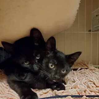 わんぱく！可愛い！黒仔猫の兄弟