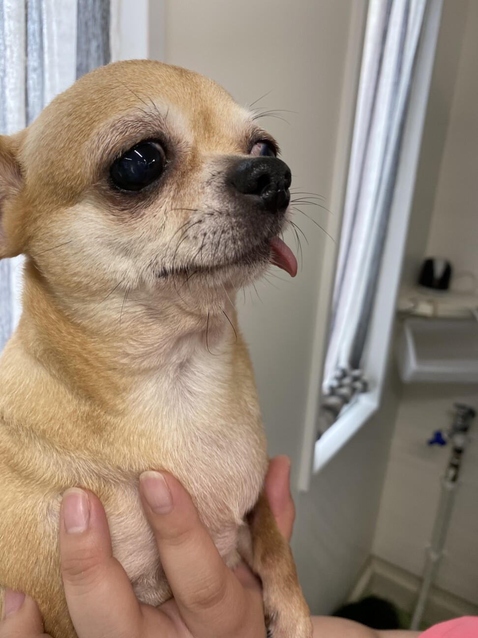 最大53 オフ 可愛いチワワちゃん Big Emergencyvetclinicofmagee Com