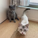 仲良し猫2匹をもらっていただける方