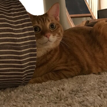 何？