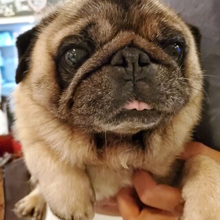 保護っこパグ♪高見山 君♪里親絶賛募集中！