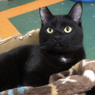 控えめな甘えん坊の黒猫＊かわいい男の子