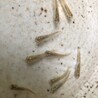 こちらがクロメダカです。