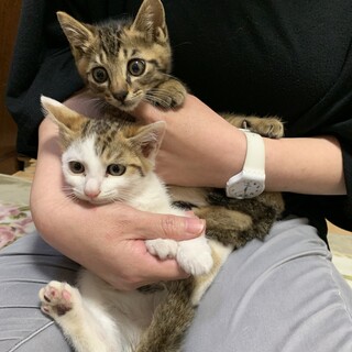 キジトラ、キジシロ可愛い仔猫兄弟