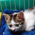 母猫に置き去りにされた○ひより○