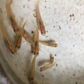 メダカお譲りします（大人赤ちゃんどちらでも