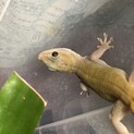 バナナヤモリ里親さん募集