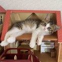 ずぶ濡れガールの道端雨子