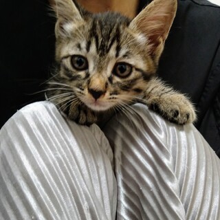 元気で人懐っこい子猫兄妹　②未来(みく)ちゃん