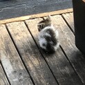 とても可愛い子猫です。幸せにしてあげて下さい！