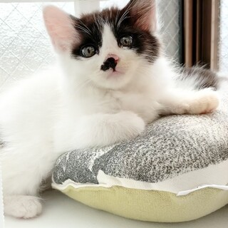 元気いっぱい！長毛の鼻チョビ「コリアンダー」くん