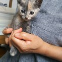 キメラ風サビ猫　女の子　里親決定!