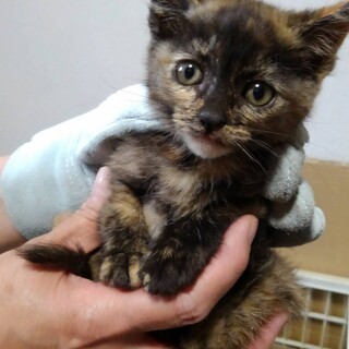 個性的なサビ猫　女の子　里親さん決定!!