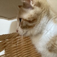 ＣＨＡＣＨＡ