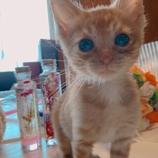 4/3生！ちっちゃくても元気いっぱい！茶トラニャン