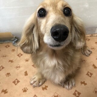 人懐こくおっとりした女の子、りんかちゃん♪