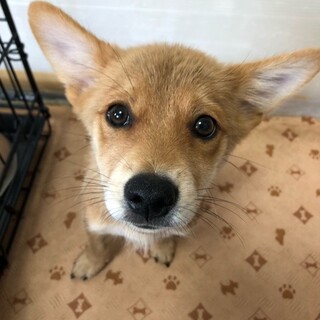 柴犬風ミックスの女の子、まいらちゃん。