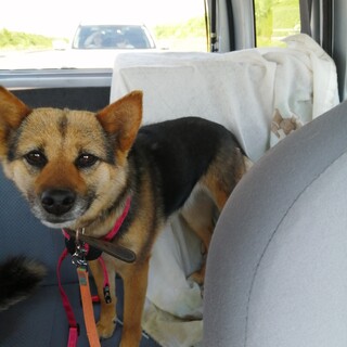 トライアル決定、柴犬ハーフ　ミィちゃん