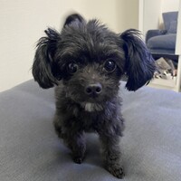 ニッキー