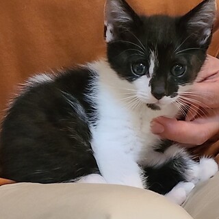 元気な男の子❣️２ヶ月のモカくん