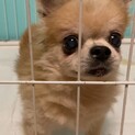 アルバくん✴︎推定１０歳