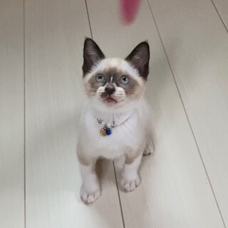 シャムみたいにとっても可愛いブラン