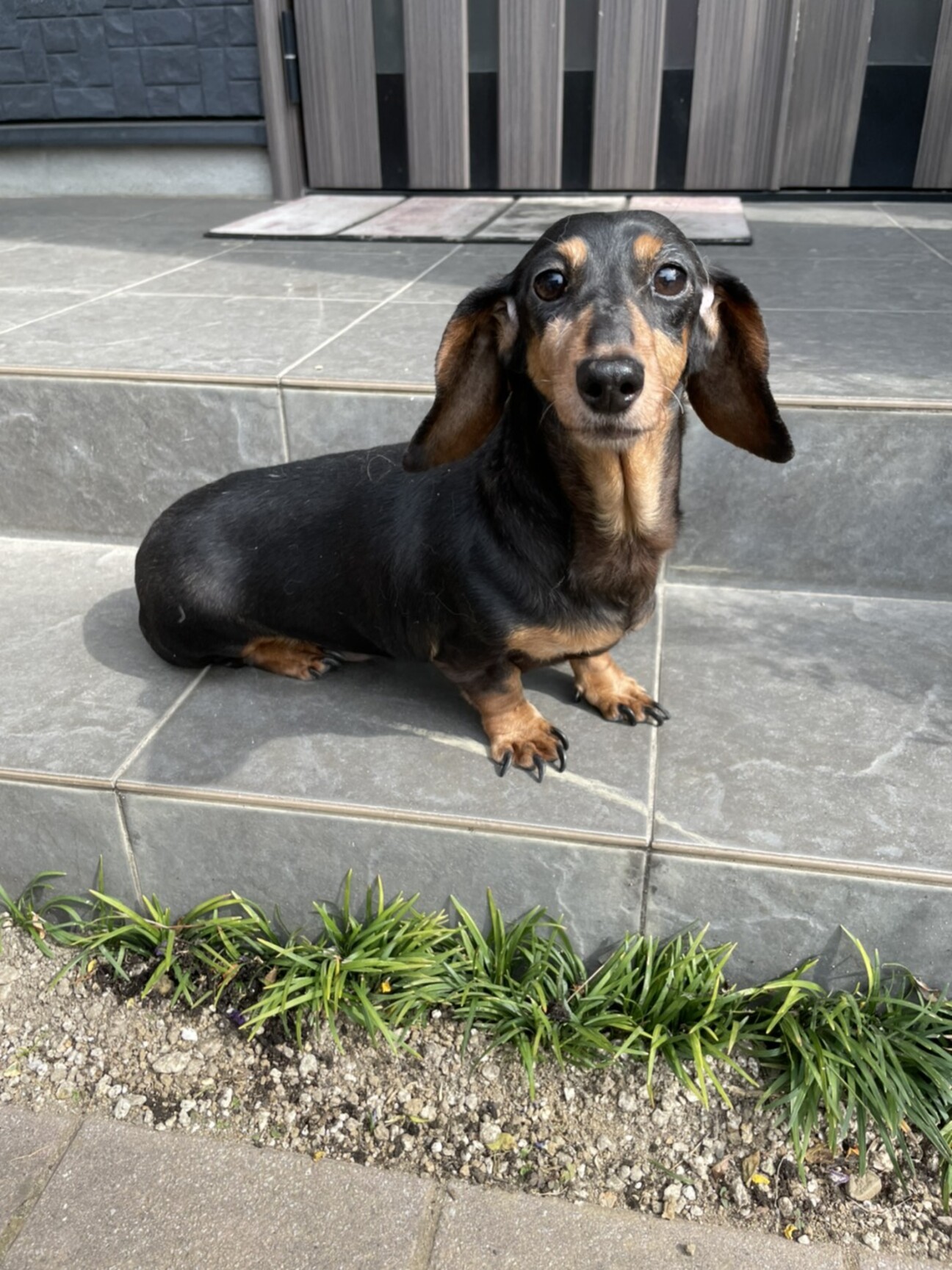 可愛いお顔 ダックスの女 岡山県 犬の里親募集 ペットのおうち 月間利用者150万人