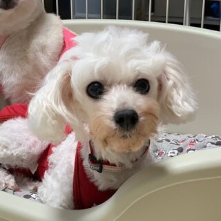 トイプードル♀️『りん』推定年齢７才