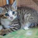 子ネコ　茶白　カギしっぽ　2月